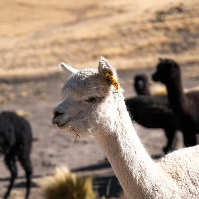 Sure! Here’s an optimized title for your e-commerce product:

**Cozy Dark Grey Alpaca Wool Gloves - Luxurious Warmth and Softness for Ultimate Comfort**

Feel free to let me know if you need any further modifications or additional titles!