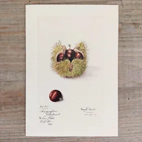 Chestnut Greeting Card