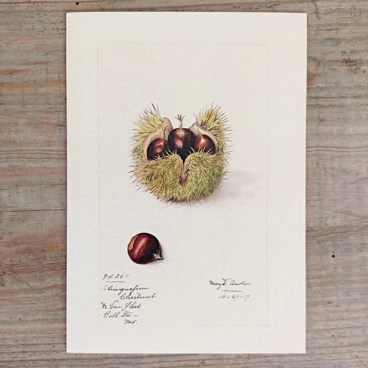 Chestnut Greeting Card